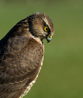 (f)Sparrowhawk (3)