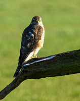 (f)Sparrowhawk (2)