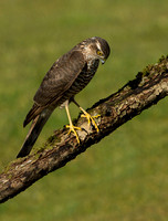 (f)Sparrowhawk (6)