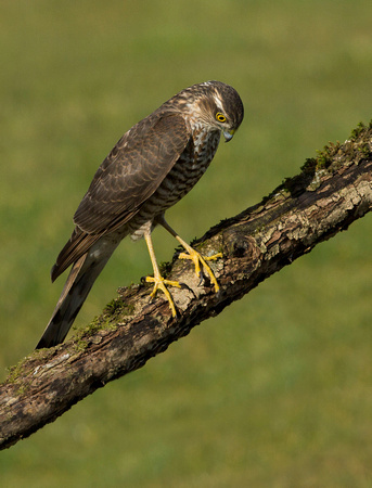 (f)Sparrowhawk (6)