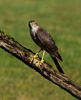 (f)Sparrowhawk (7)