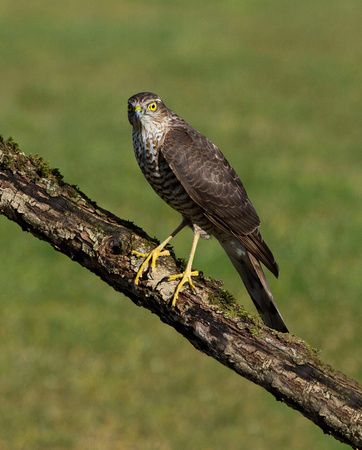 (f)Sparrowhawk (7)