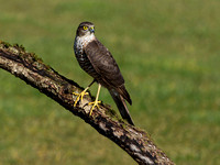 (f)Sparrowhawk (9)