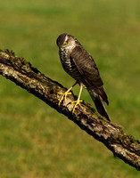 (f)Sparrowhawk (10)