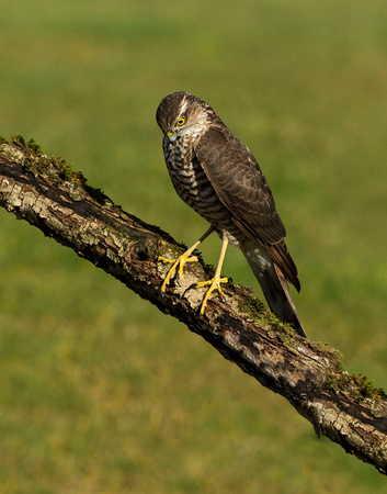 (f)Sparrowhawk (10)