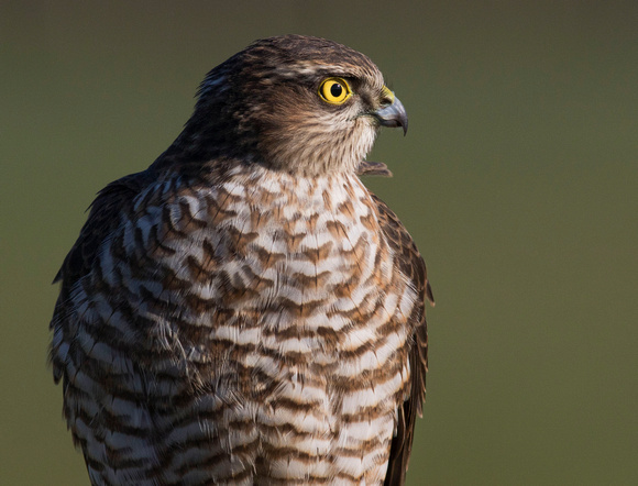 (f)Sparrowhawk (11)