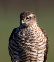 (f)Sparrowhawk (12)