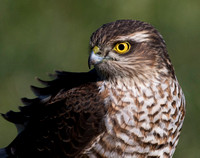 (f)Sparrowhawk (13)