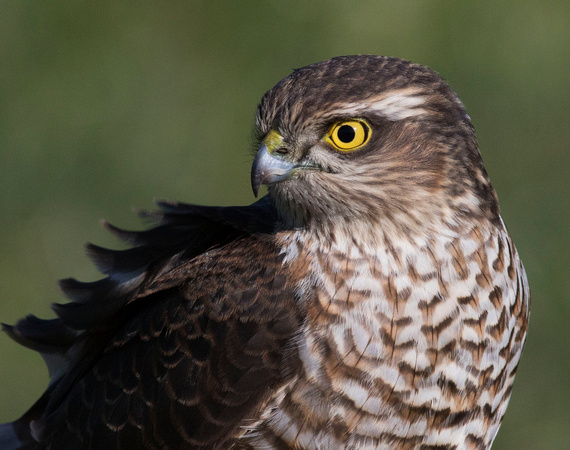 (f)Sparrowhawk (13)