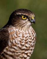 (f)Sparrowhawk (14)