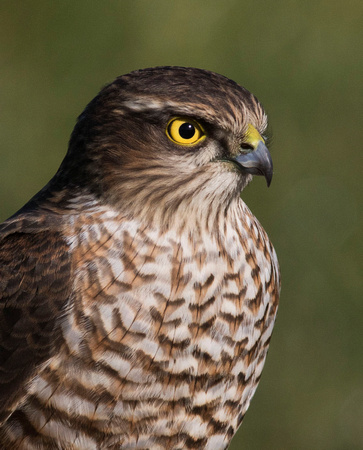 (f)Sparrowhawk (14)