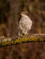 (f)Sparrowhawk (15)