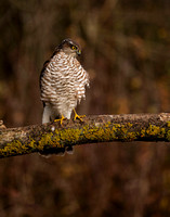 (f)Sparrowhawk (16)