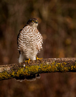 (f)Sparrowhawk (17)