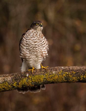 (f)Sparrowhawk (17)