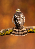 (f)Sparrowhawk (18)