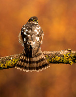 (f)Sparrowhawk (19)