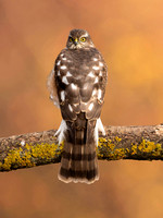 (f)Sparrowhawk (20)