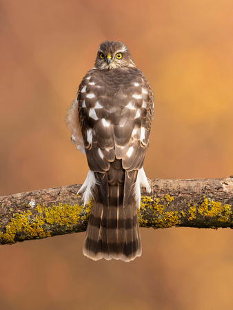 (f)Sparrowhawk (20)