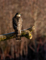 (f)Sparrowhawk (21)