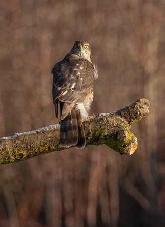 (f)Sparrowhawk (22)