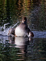 Gadwall (5)