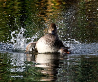 Gadwall (6)