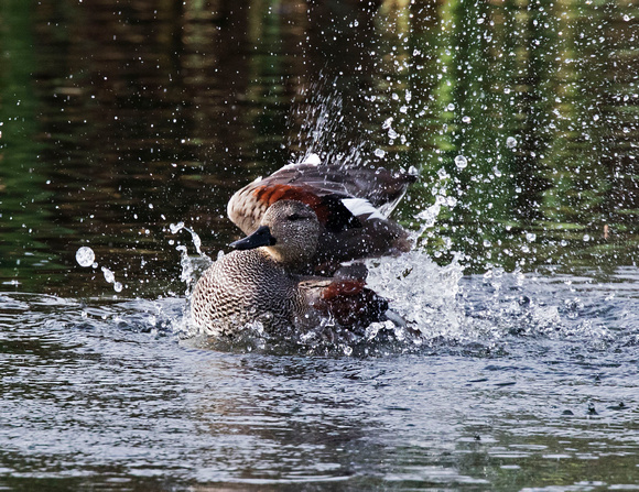 Gadwall (4)