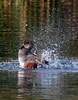 Gadwall (7)