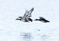 Gadwall (9)