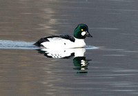 Goldeneye (3)