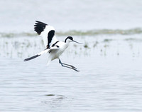Avocet (1)