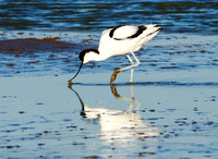 Avocet (2)