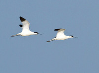 Avocet (3)
