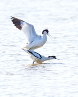 Avocet (6)