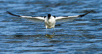 Avocet (13)