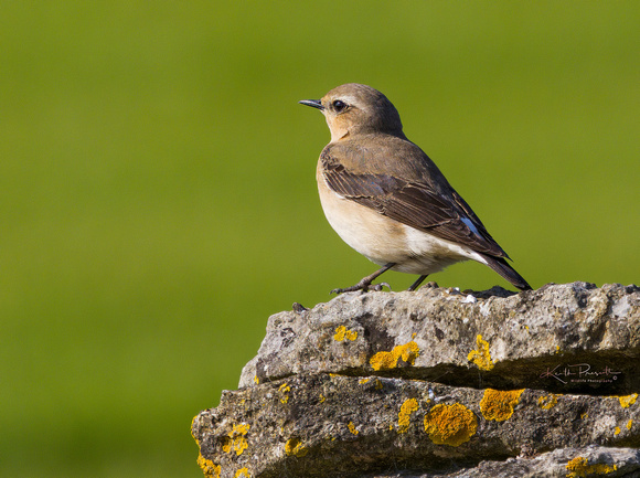 (f)Wheatear (16)