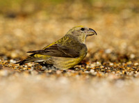 (f)Crossbill (7)