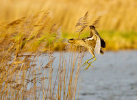 Heron,Egret,Bittern,Ibis,Crane