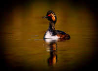 Grebe