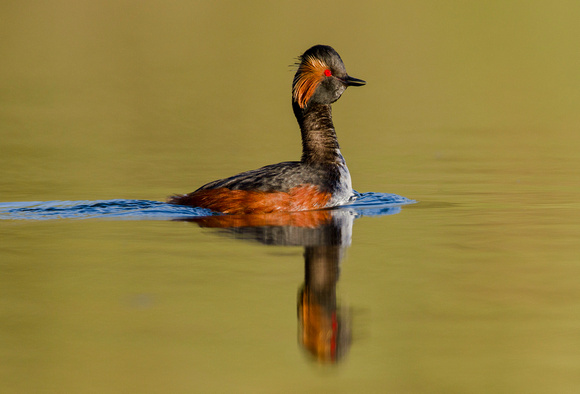 Black necked Grebe (5)