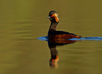 Black necked Grebe (4)