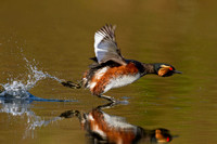 Black necked Grebe (7)