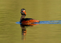 Black necked Grebe (9)