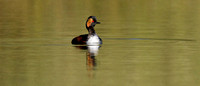 Black necked Grebe (10)