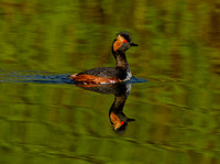 Black necked Grebe (13)