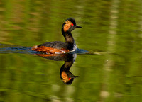 Black necked Grebe (15)