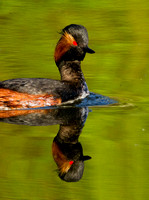 Black necked Grebe (19)