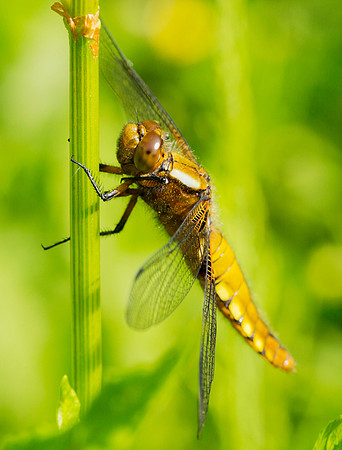 (f)Broad-bodied Chaser (7)