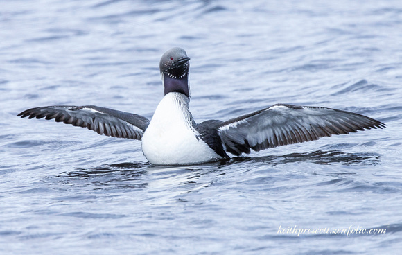 Black throated Diver (3)